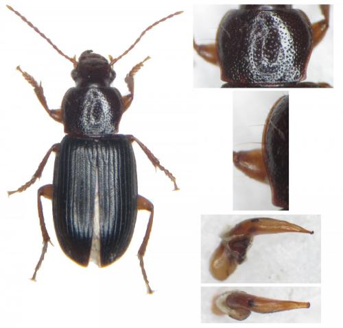 Ophonus melletii